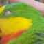 Ako pomôcť papagájovi, ak uhynie: je možné vtáka zachrániť pred smrťou?