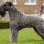 Kerry blue terrier: história, charakter, štandard a starostlivosť (+ fotka)