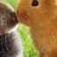 Kokcidióza u králikov: hlavné príznaky, liečebné metódy, prevencia
