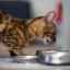 Mačka žerie semená: oplatí sa znepokojovať stravovacie návyky domáceho maznáčika