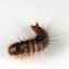 Kozheedi: malý hmyz, ktorý veľmi škodí