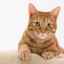 Mastopatia u mačiek: príčiny, liečba doma