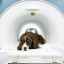 Mri mozgu psa: aký je postup a koľko to stojí