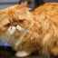 Perzská mačka (foto): zviera umeleckej bohémy