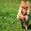 Pomeranian spitz (foto): energické dieťa a bezhranične oddaný priateľ
