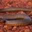 Najjedovatejší suchozemský had na svete - taipan