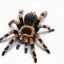 Koľko nôh má pavúk a prečo nie je všetko také jednoduché