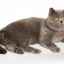 Pravidlá prevencie urolitiázy u mačiek