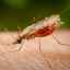 Top 10 najnebezpečnejších druhov hmyzu na svete