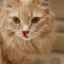 Mačky majú krvácanie z nosa: príčiny a možnosti liečby