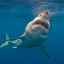 Veľký biely žralok: vlastnosti a rozsah