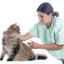 Vakcína proti besnote pre mačky - vedľajšie účinky