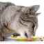 Čo a ako kŕmiť kastrovanú mačku doma?