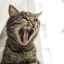 Prečo majú mačky drsný jazyk?