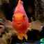 Ako sa starať o papagájové ryby v akváriu