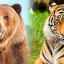 Kto je silnejší: tiger, medveď alebo lev?