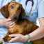 Mastocytóm u psov: všeobecné informácie, príznaky, diagnostika a metódy liečby
