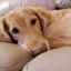 Meningitída u psov - pochopenie príčin a liečby