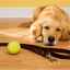 Myozitída u psov: klasifikácia, príčiny a liečebné metódy