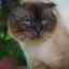 Foto siamskej mačky záhybu