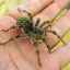 Tarantula pavúka: popis, fotografia, jedovatá alebo nie?