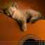 Prečo mačky veľa spia: vlastnosti mačacieho spánku a jeho porúch
