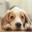 Poranenie rohovky u psov: liečba