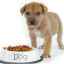 Natívne krmivo pre psov: recenzie, cena