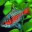 Barbusové ryby: druhové vlastnosti, starostlivosť, reprodukcia