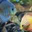 Ryby v akváriu cichlíd: druhy, popis a fotografie