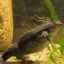 Surinamský pip: fotografia, popis a vlastnosti žaby