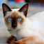 Thajská mačka (foto): verný spoločník s úžasnou farbou a modrými očami