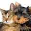 Tyreoiditída u psov a mačiek: diagnostika a terapia