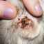 Ušné roztoče (otodektóza) u mačiek a mačiek: príznaky a liečba