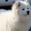 Americký eskimácky pes: vlastnosti údržby a starostlivosti doma
