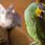 Priateľstvo mačky a papagája: je to možné?