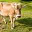 Aké sú výhody a nevýhody švajčiarskeho plemena kráv: vlastnosti