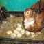 Keď indo-psy začnú znášať vajcia, domáci chov