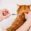 Očkovanie mačky proti lišajníkom