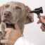 Malassezia (huba) u psov: príznaky, diagnostika, liečba
