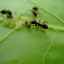 Mravce na pivonkách: čo škodia a ako sa ich zbaviť