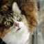 Nadmerné slinenie u mačky (mačky) - príčiny a liečba