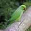 Správna starostlivosť a údržba náhrdelníka papagája