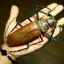 Najväčší chrobák: titánový drevorubač, hercules alebo bigtooth