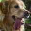 Seboroická dermatitída u psov: diagnostika, liečba, preventívne opatrenia