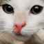Príznaky a správna liečba húb u mačiek