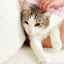 Príznaky infekcie, následky a metódy liečby červov u mačiek
