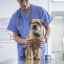 Syringomyelia je nebezpečná choroba u psov: príznaky, liečba, prognóza