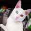 Údržba a starostlivosť o bielu domácu mačku s rôznymi očami