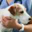 Spondylóza - patológia chrbtice u psov